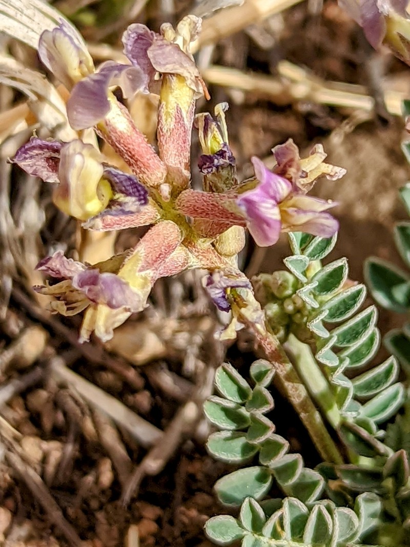 Sheep Milkvetch photo 5