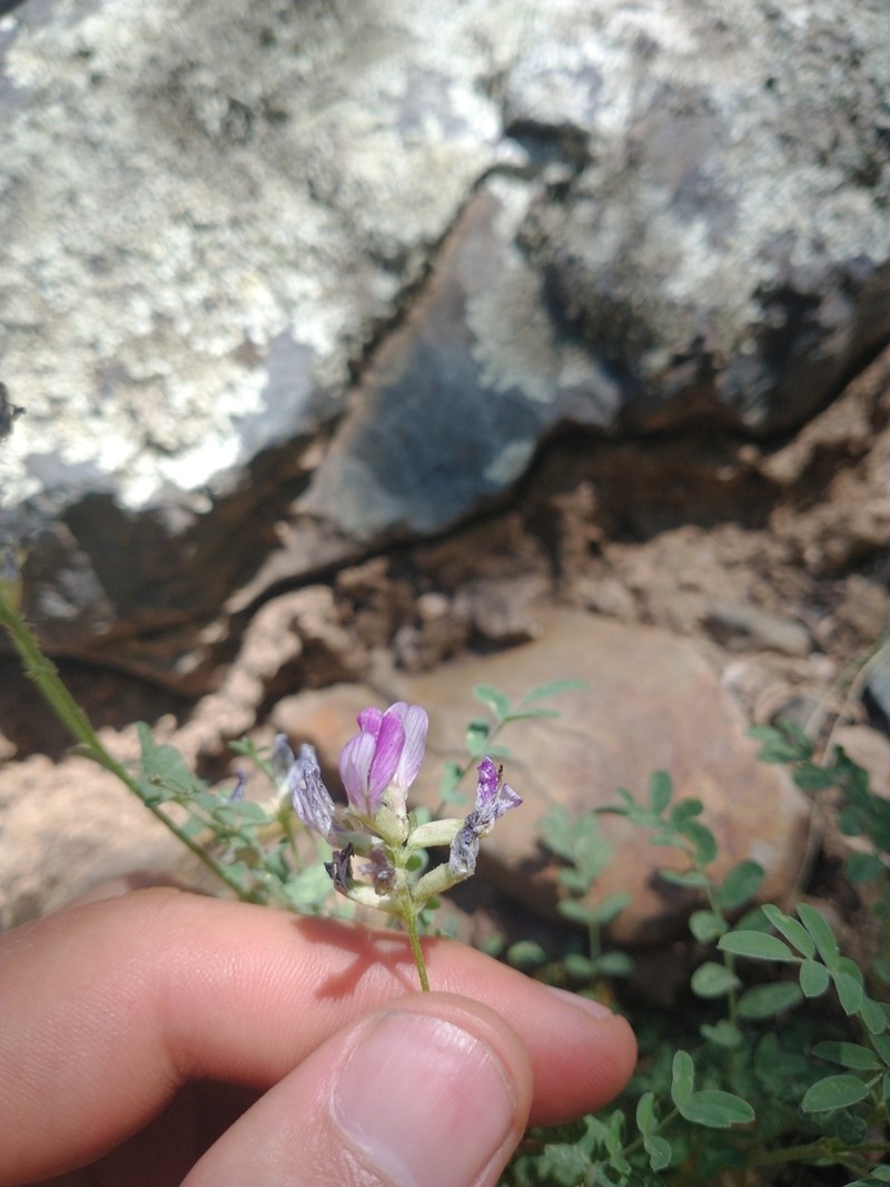 Sheep Milkvetch photo 6