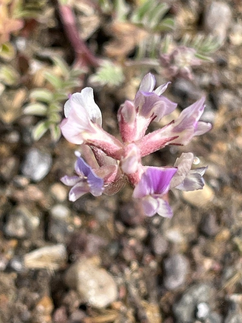 Sheep Milkvetch photo 7