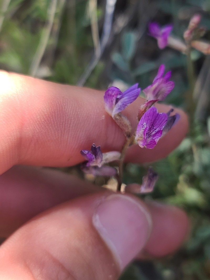 Sheep Milkvetch photo 8