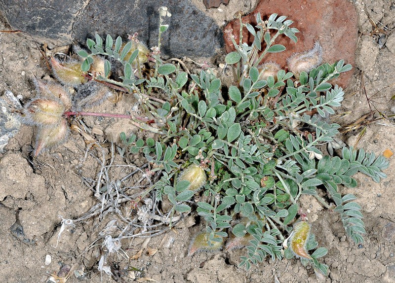 Cobblestone Milkvetch