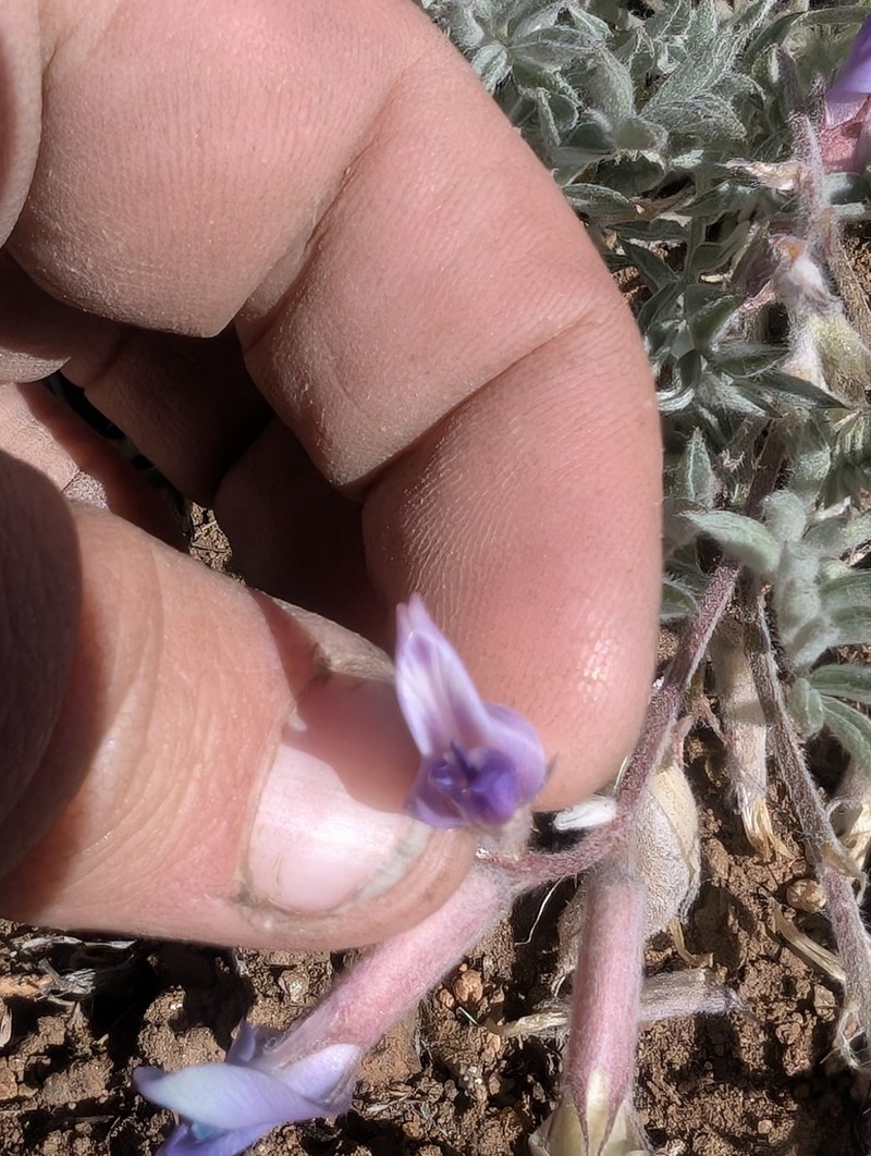 Cobblestone Milkvetch photo 2
