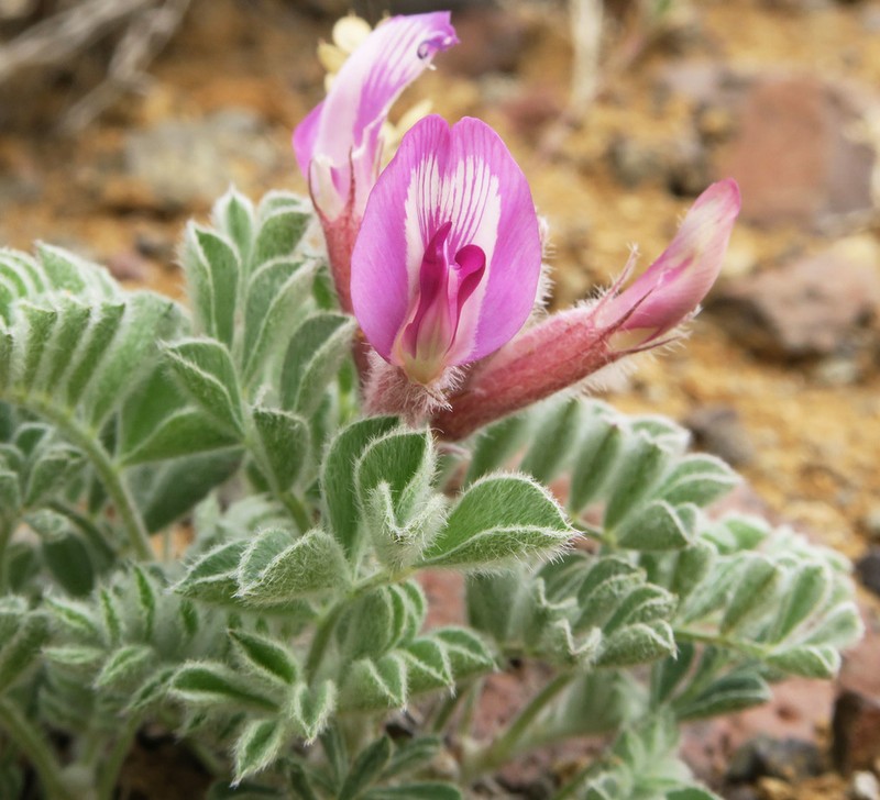 Cobblestone Milkvetch photo 3