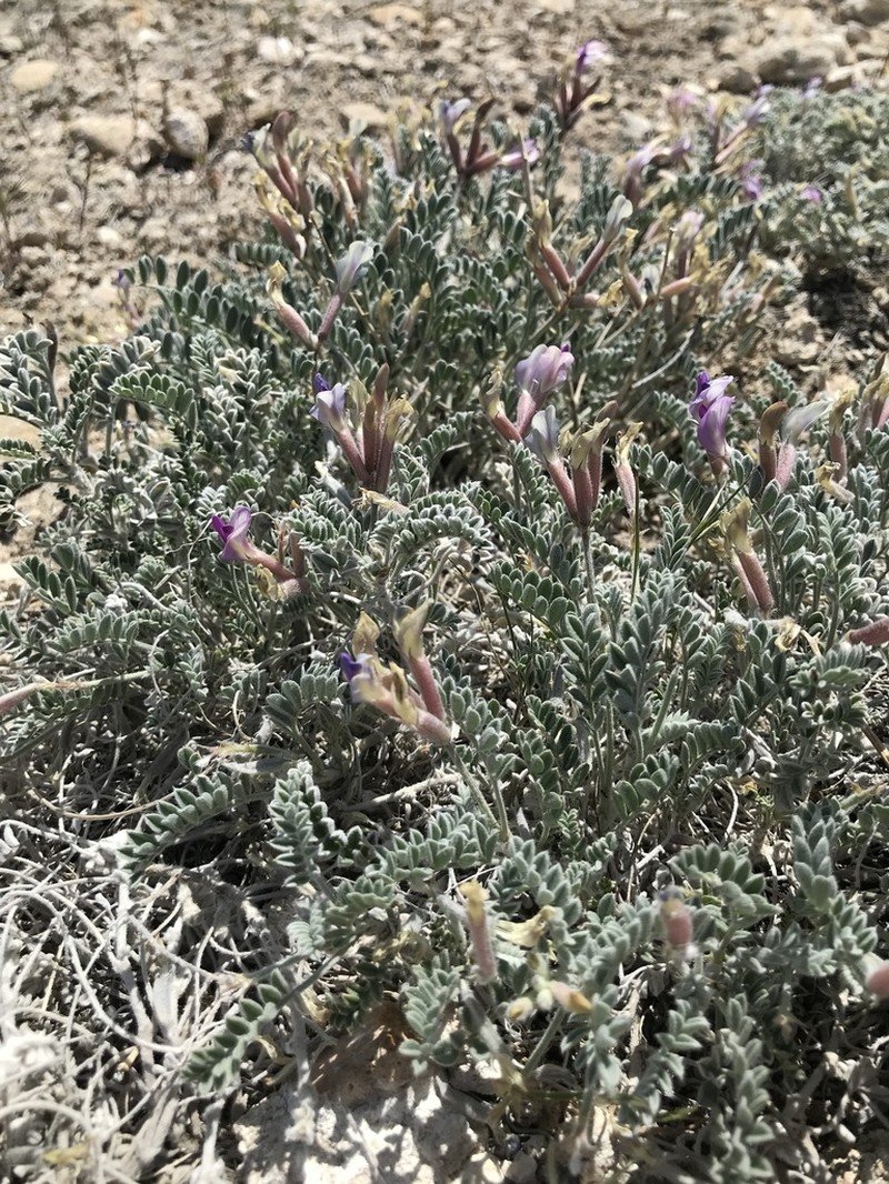 Cobblestone Milkvetch photo 4