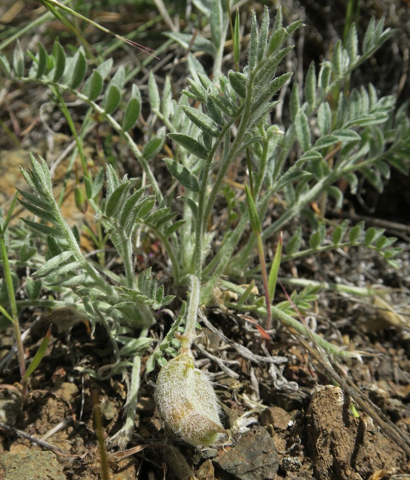 Cobblestone Milkvetch photo 5