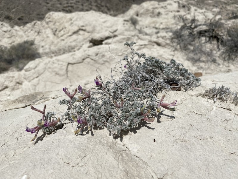Cobblestone Milkvetch photo 6