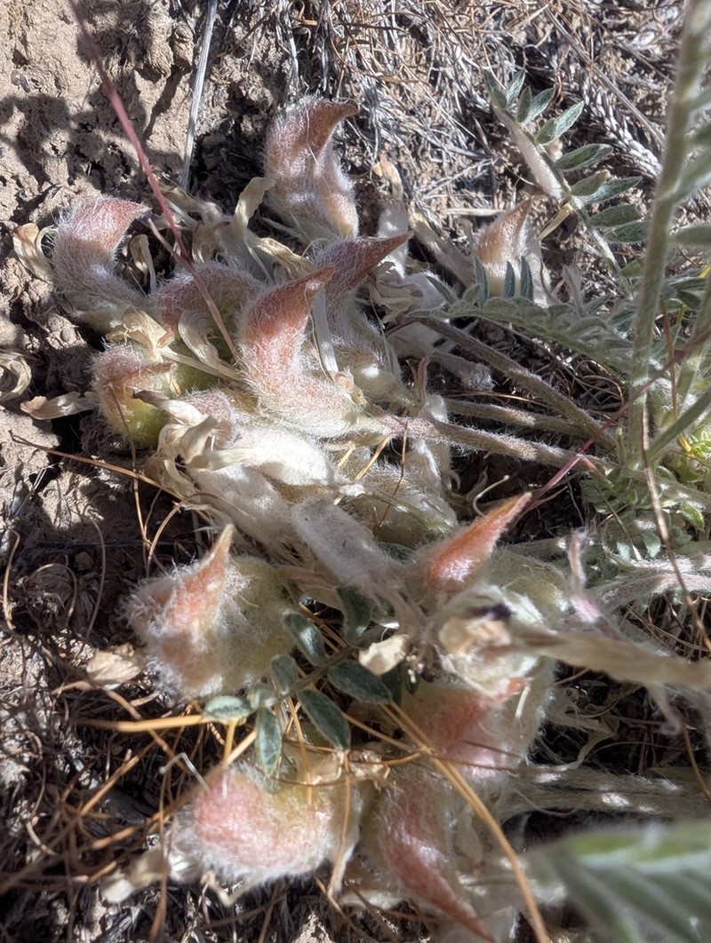 Cobblestone Milkvetch photo 7