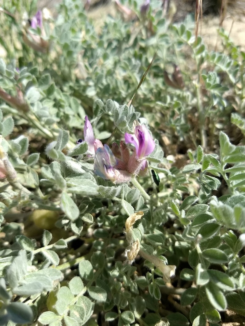 Cobblestone Milkvetch photo 8