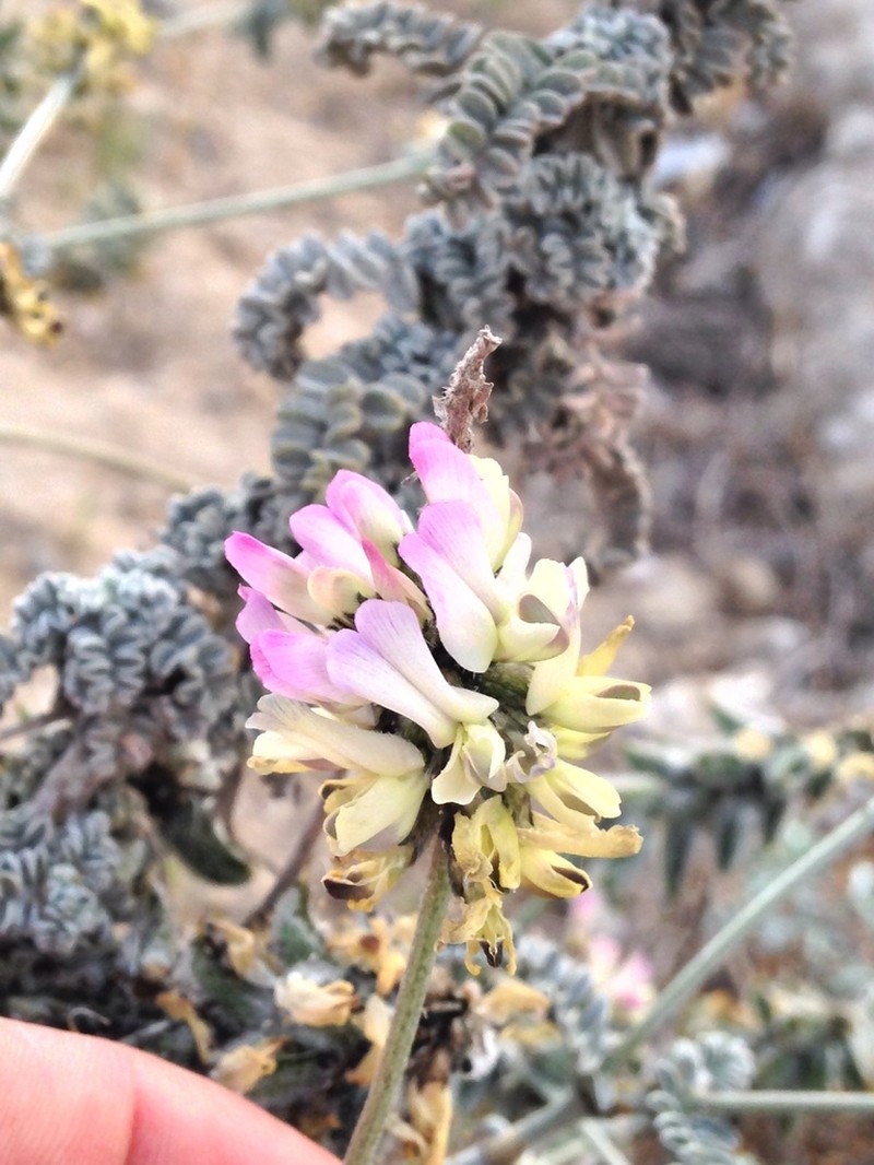 Astragalus nudus