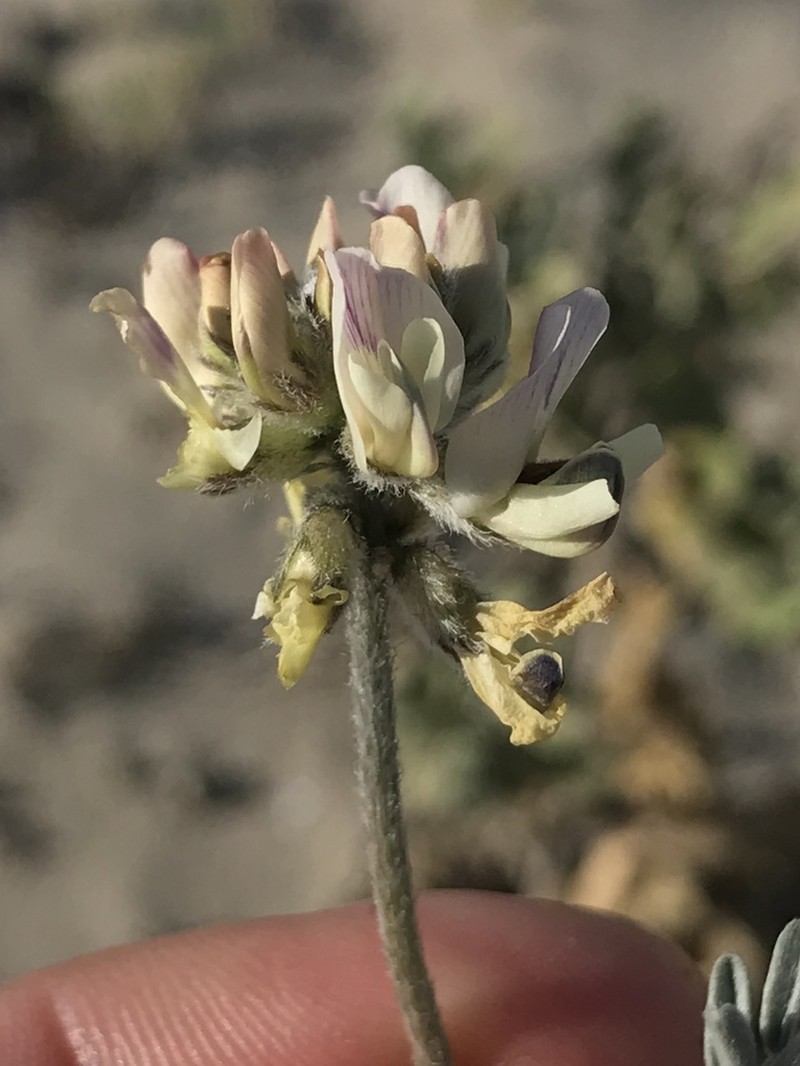 Astragalus nudus photo 2