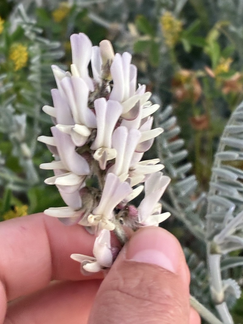 Astragalus nudus photo 3