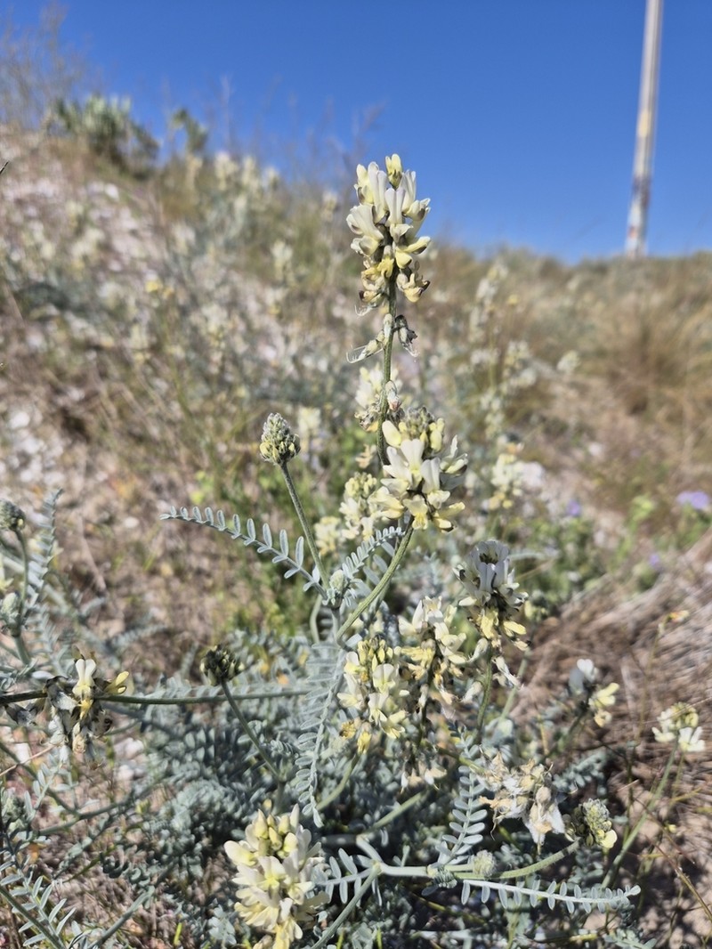 Astragalus nudus photo 4