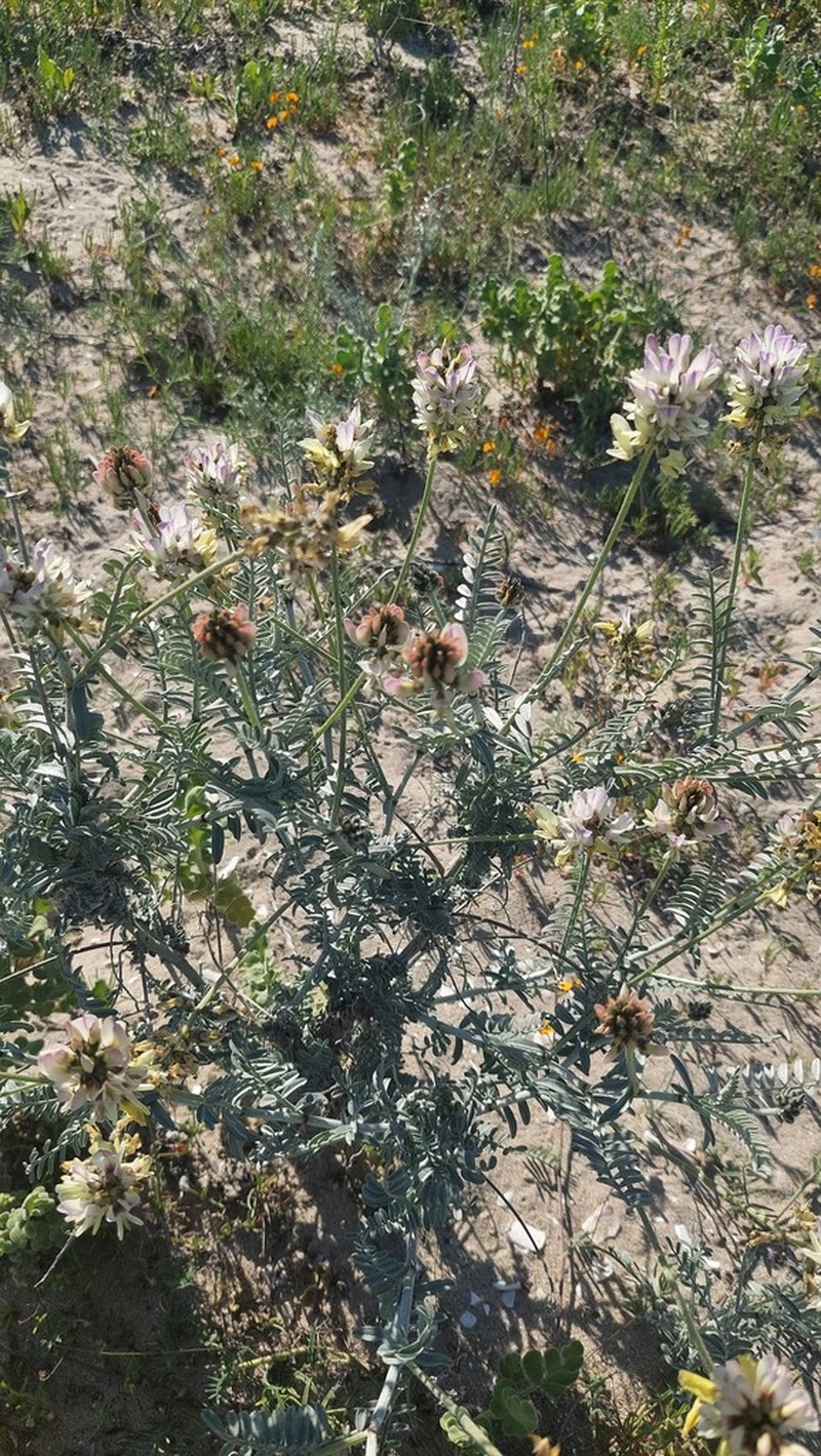 Astragalus nudus photo 5