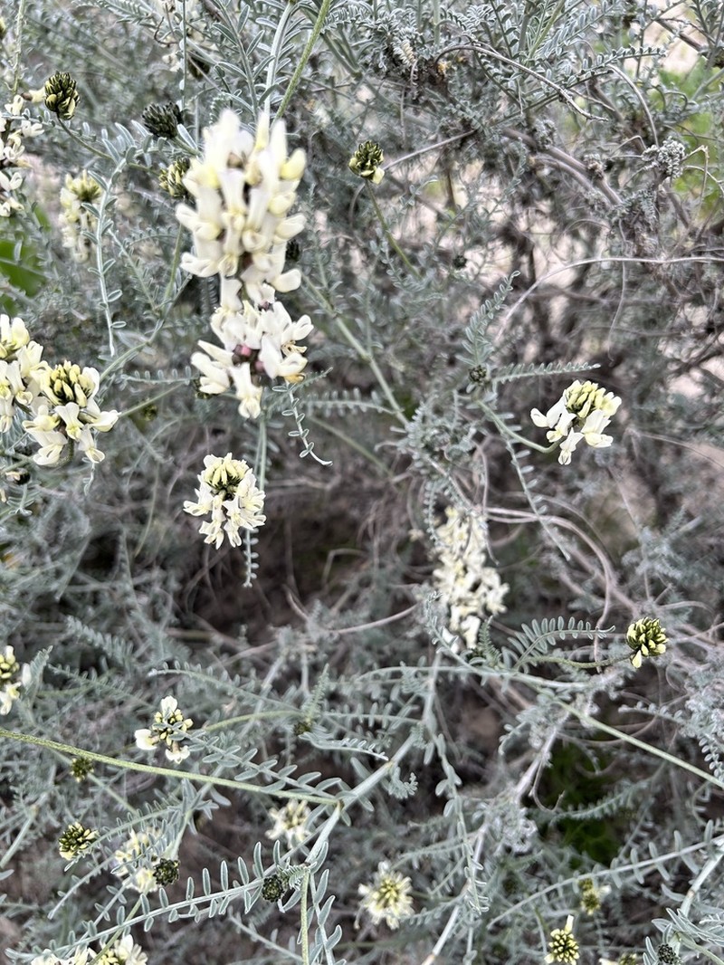 Astragalus nudus photo 6