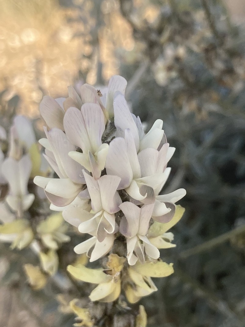 Astragalus nudus photo 7