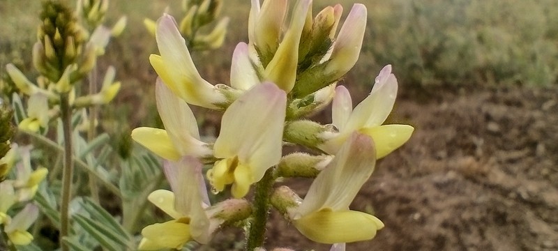 Astragalus nudus photo 8