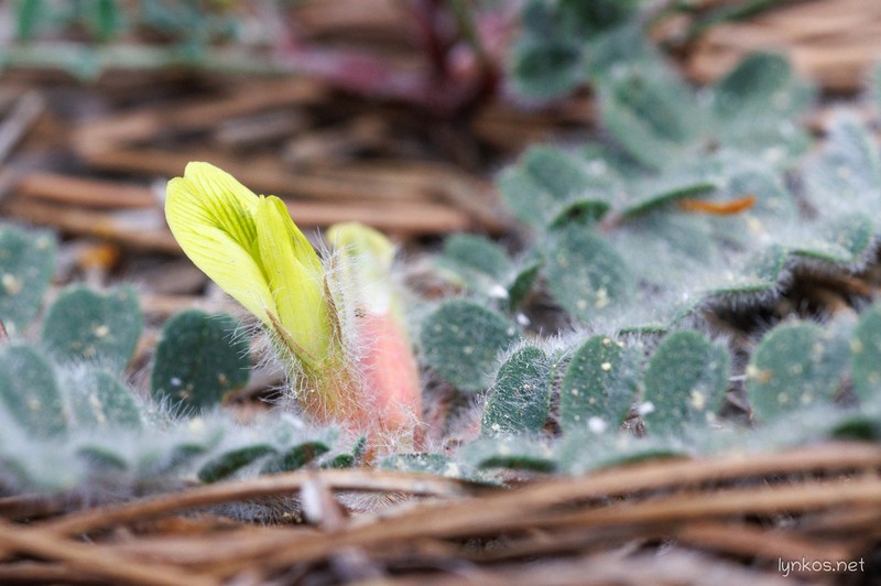 Astragalus nummularius