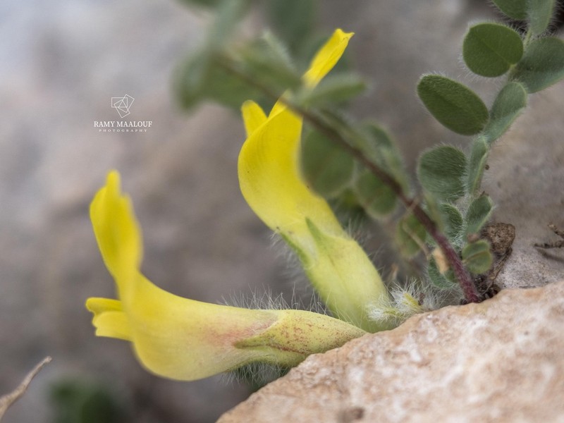 Astragalus nummularius photo 2