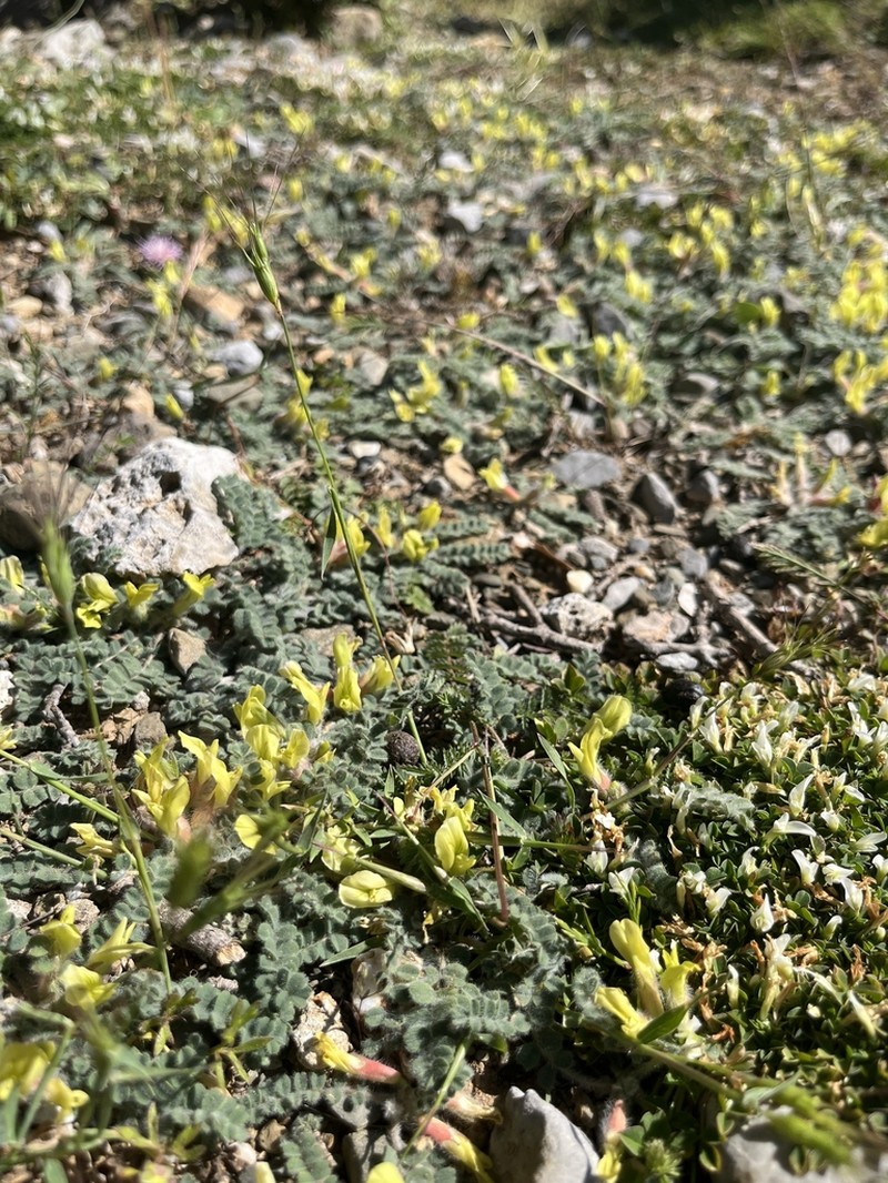 Astragalus nummularius photo 3