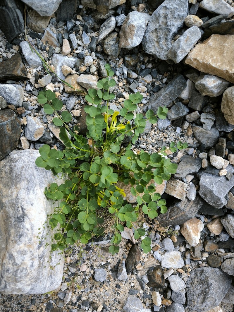 Astragalus nuratensis