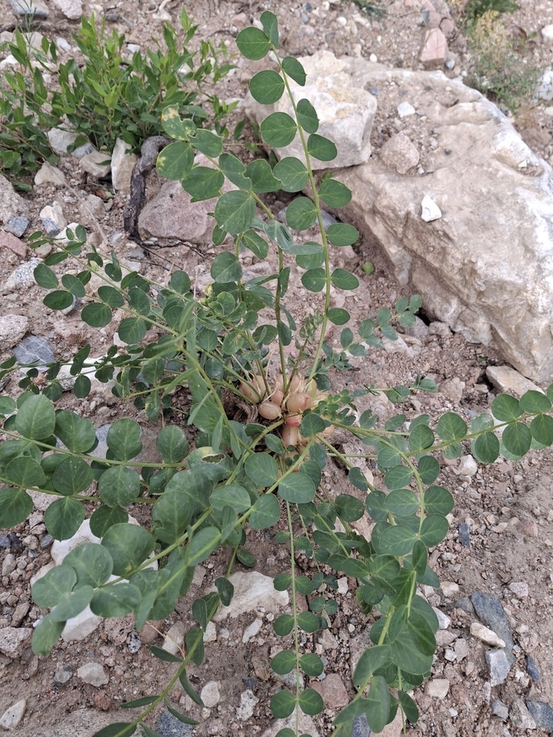 Astragalus nuratensis photo 2