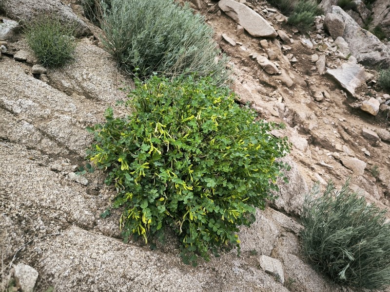 Astragalus nuratensis photo 3