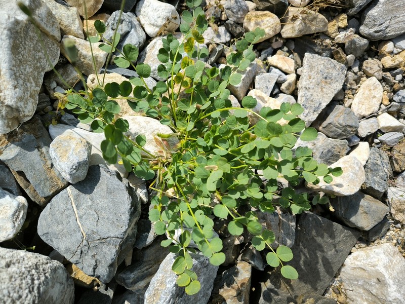 Astragalus nuratensis photo 4