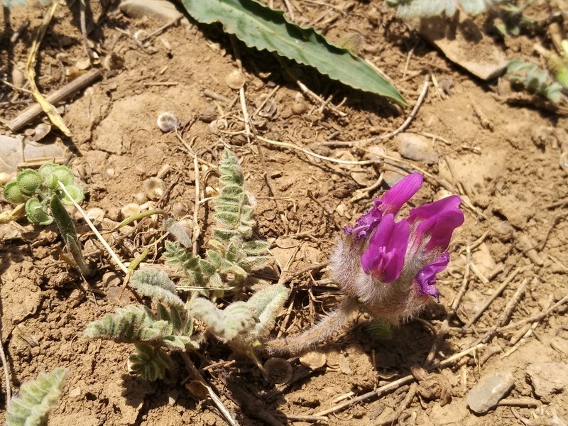 Astragalus nurensis photo 2