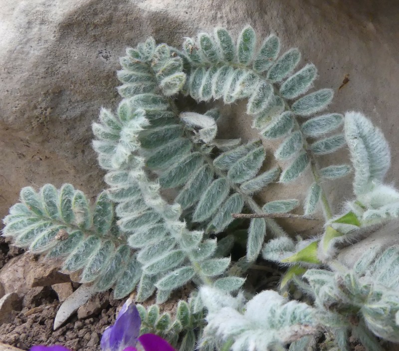 Astragalus nurensis photo 3