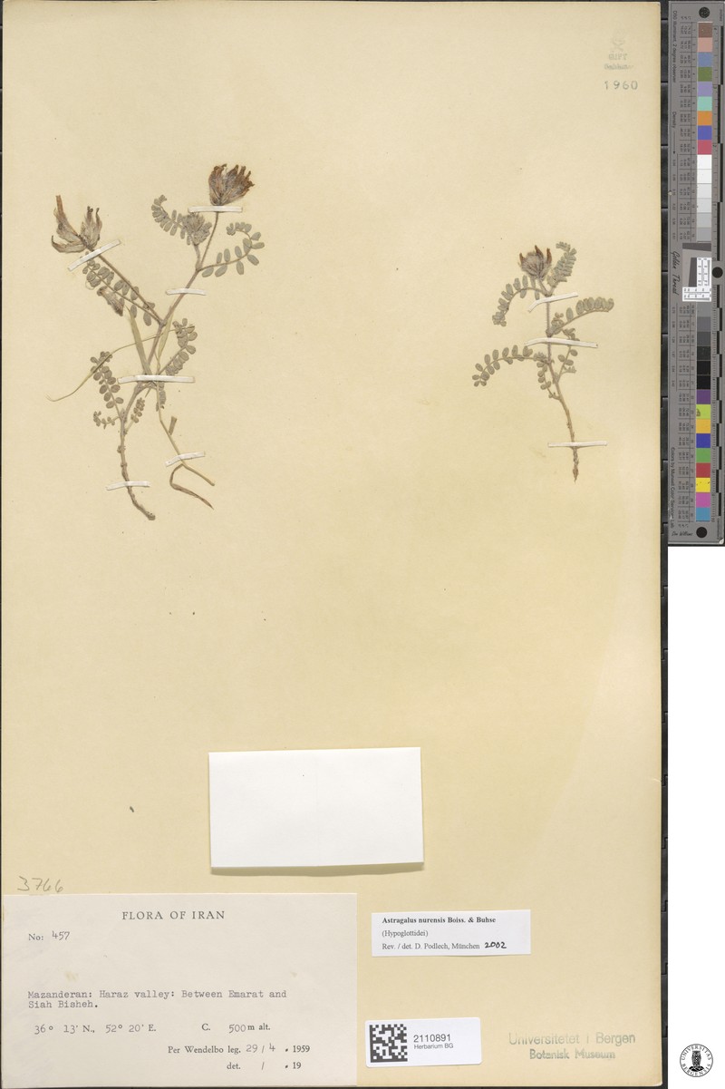 Astragalus nurensis photo 4