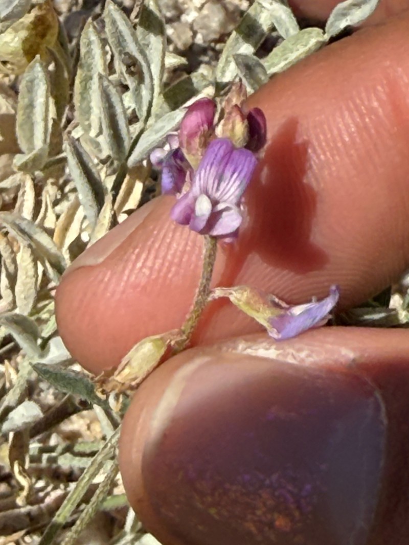 Providence Mountain Milkvetch photo 3