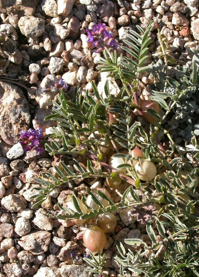 Providence Mountain Milkvetch photo 4