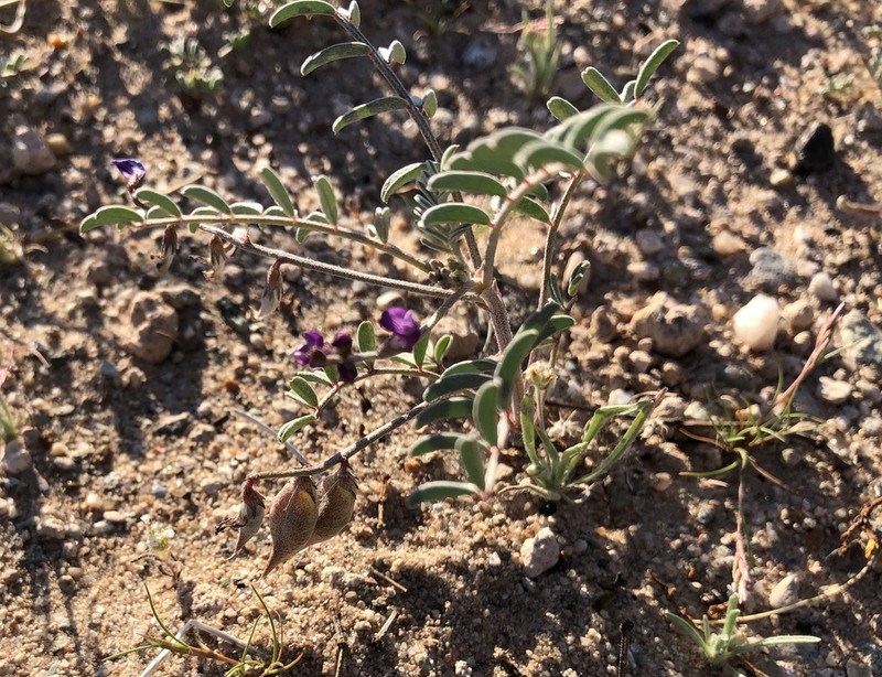 Providence Mountain Milkvetch photo 6