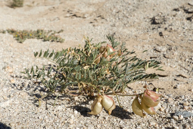 Providence Mountain Milkvetch photo 7