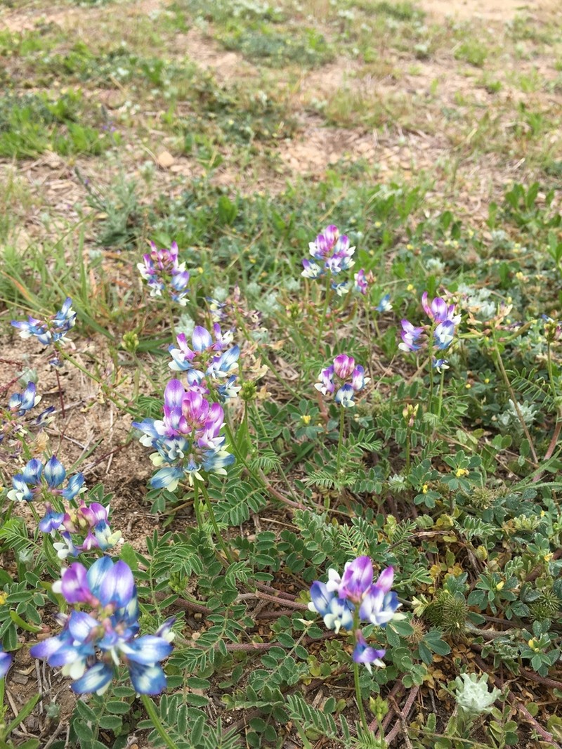 Smallflowered Milkvetch photo 2