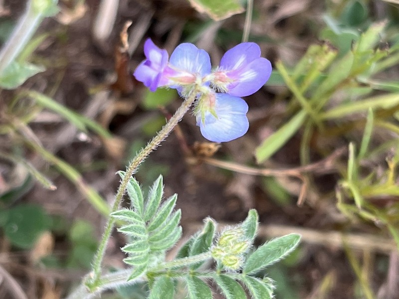 Smallflowered Milkvetch photo 3