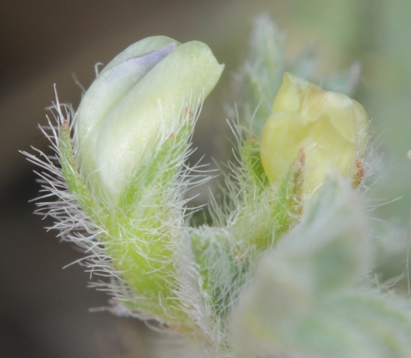 Smallflowered Milkvetch photo 4
