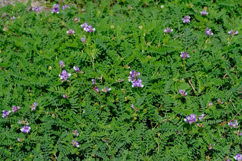 Smallflowered Milkvetch photo 5