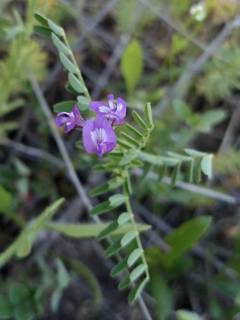 Smallflowered Milkvetch photo 6