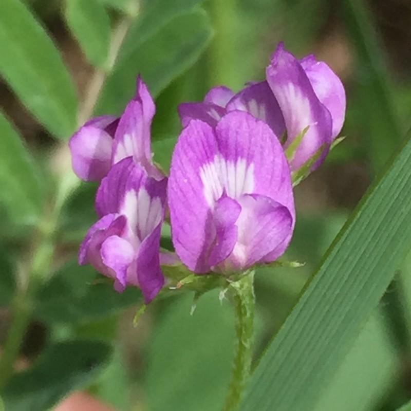 Smallflowered Milkvetch photo 7