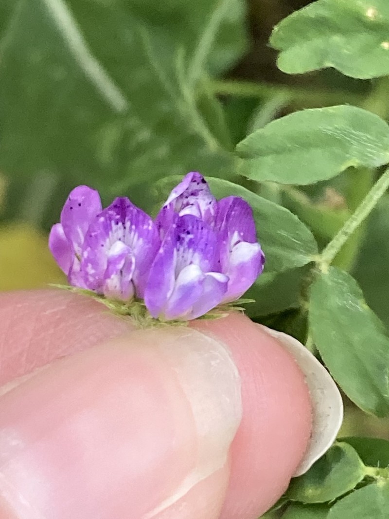 Smallflowered Milkvetch photo 8