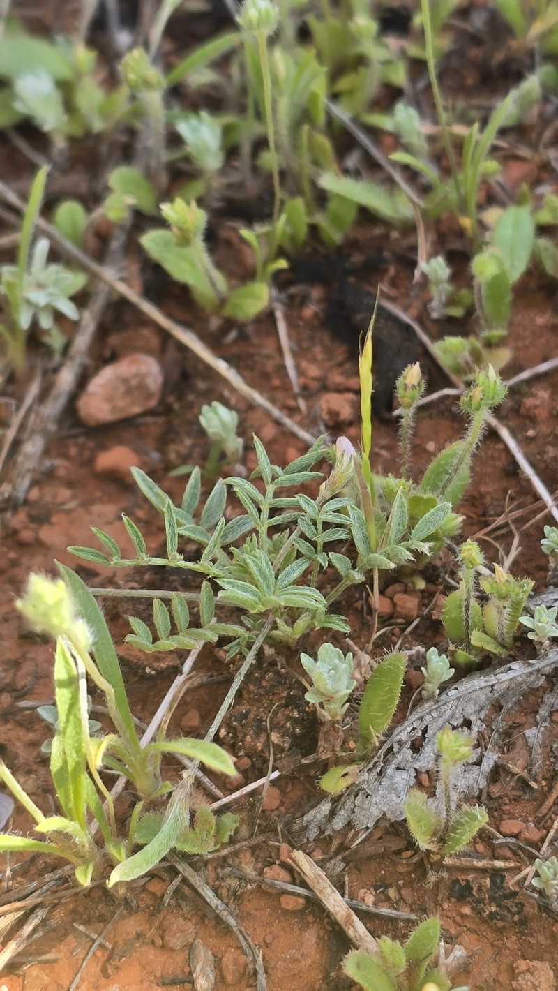 Astragalus nuttallianus var. austrinus