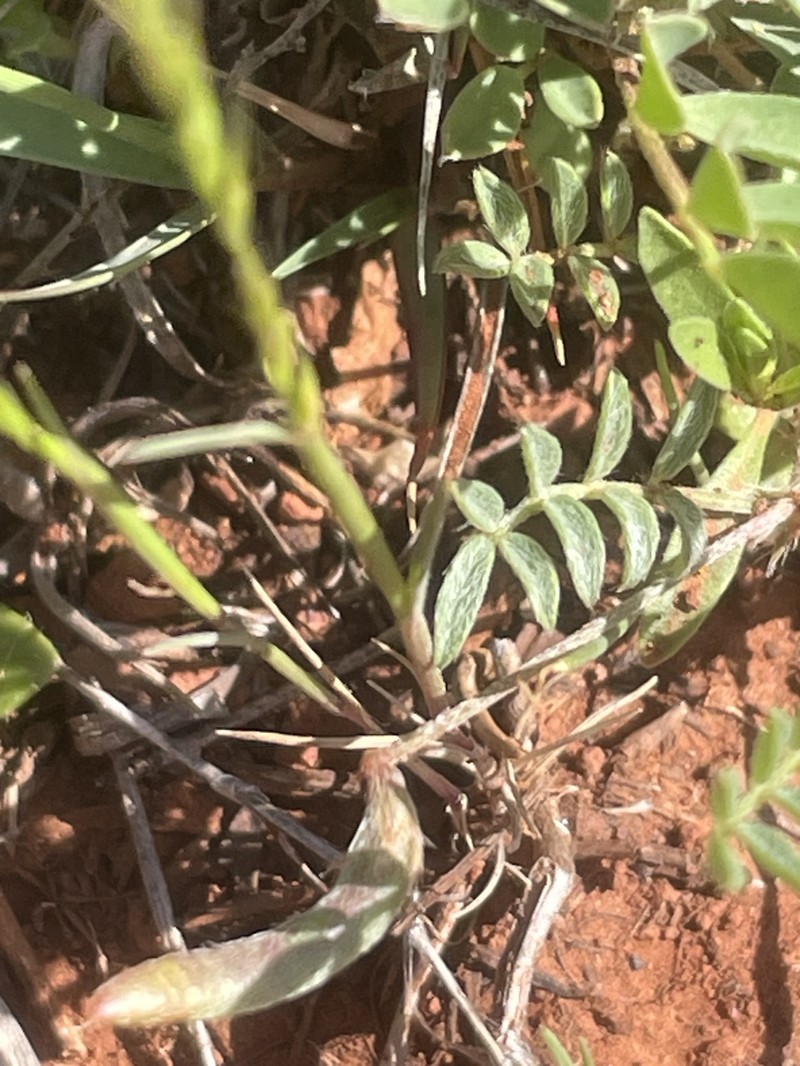 Astragalus nuttallianus var. austrinus photo 2