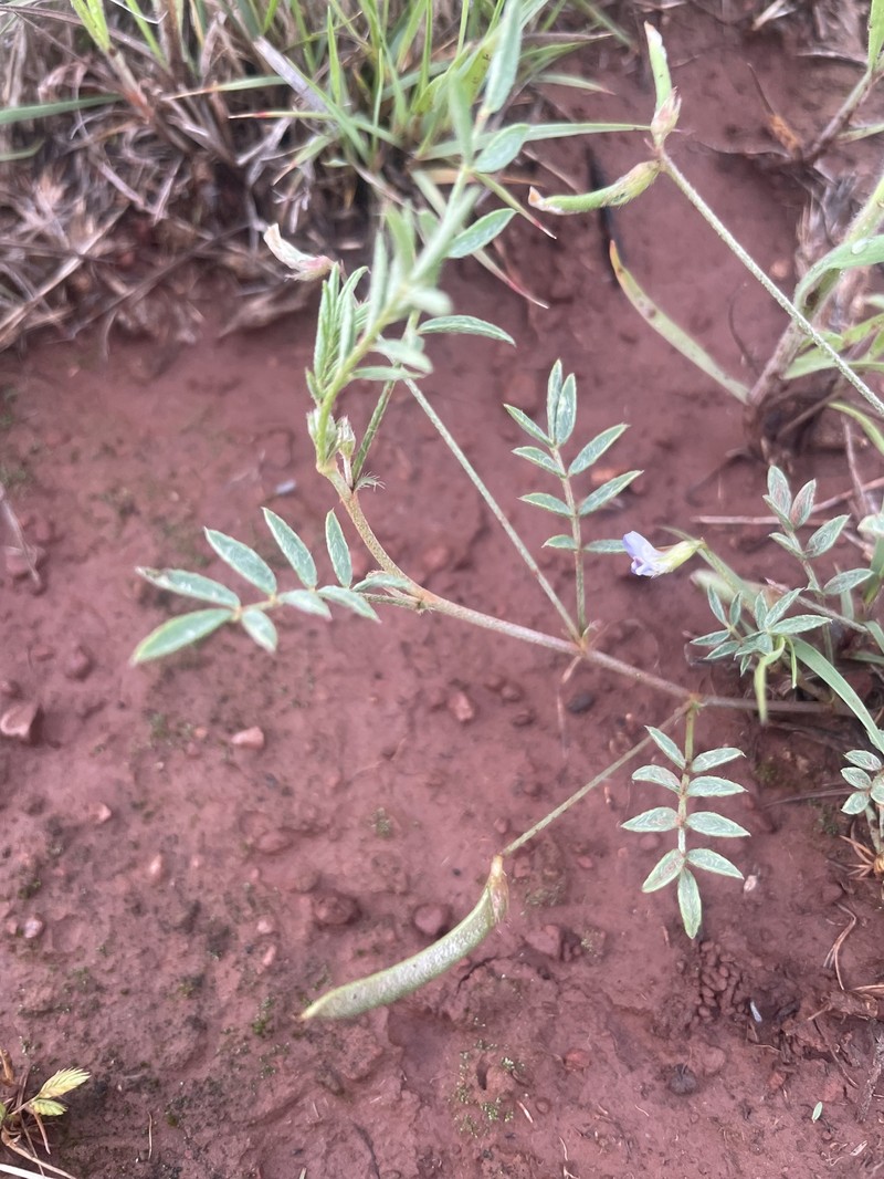 Astragalus nuttallianus var. austrinus photo 3