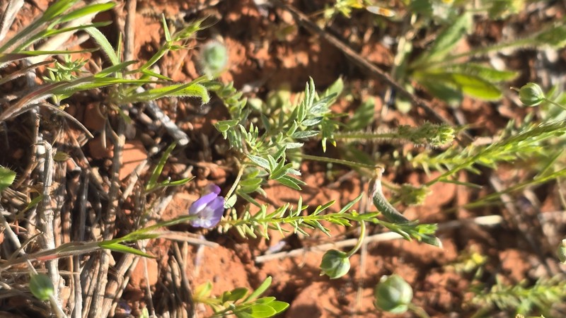 Astragalus nuttallianus var. austrinus photo 4