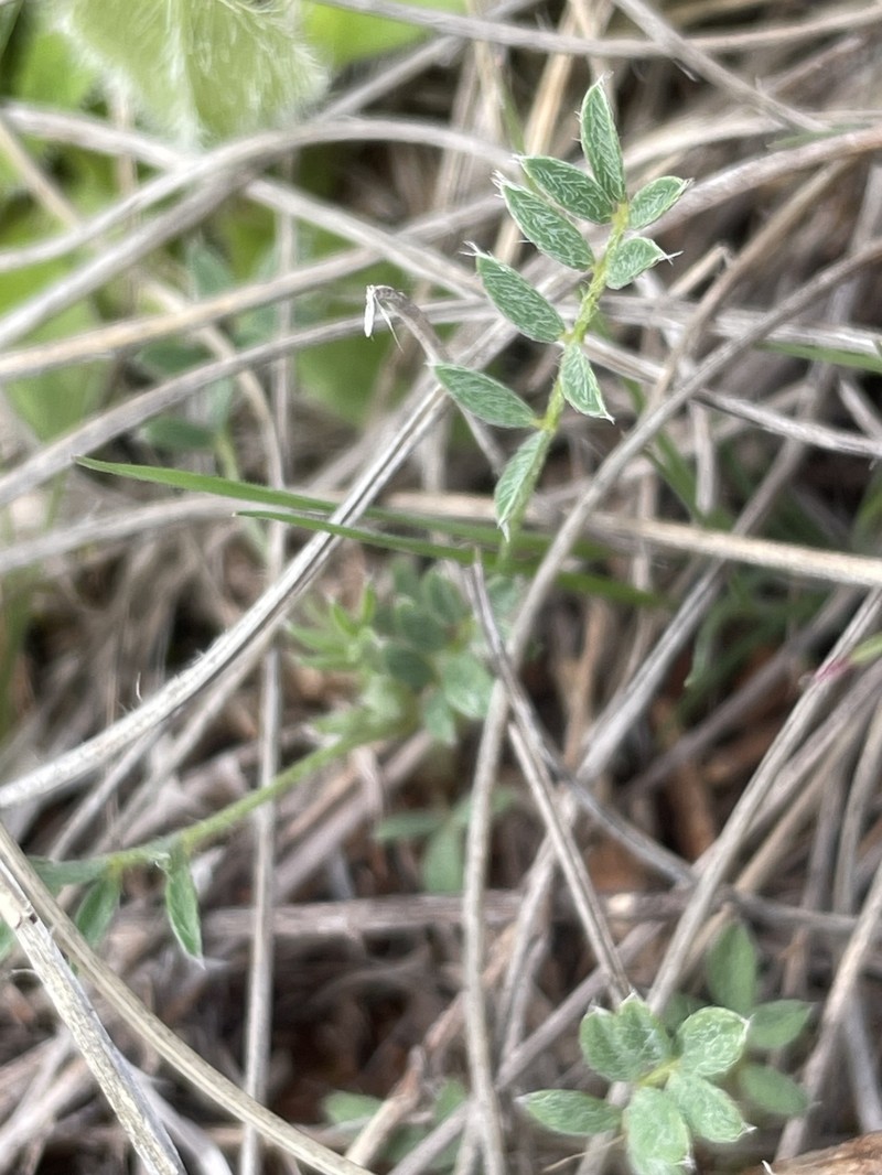 Astragalus nuttallianus var. austrinus photo 5
