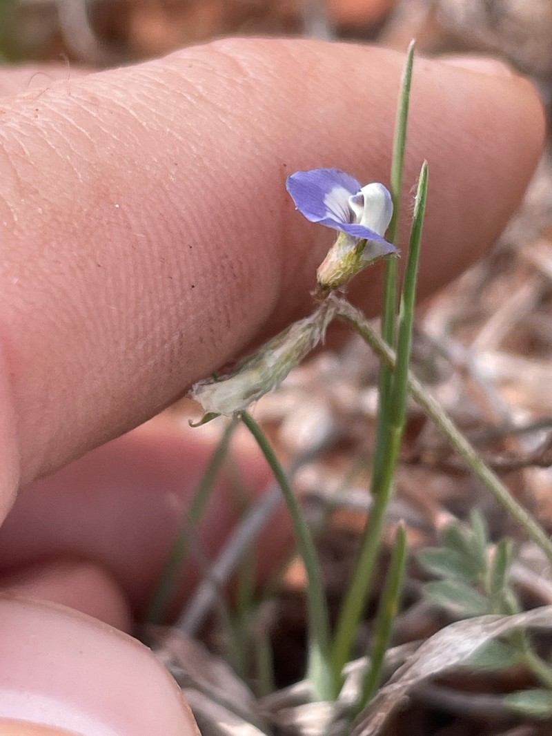 Astragalus nuttallianus var. austrinus photo 6