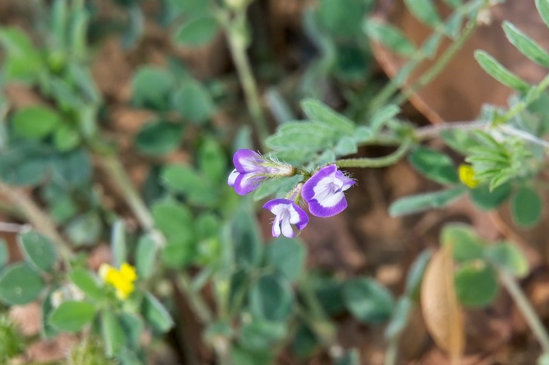Astragalus nuttallianus var. austrinus photo 7