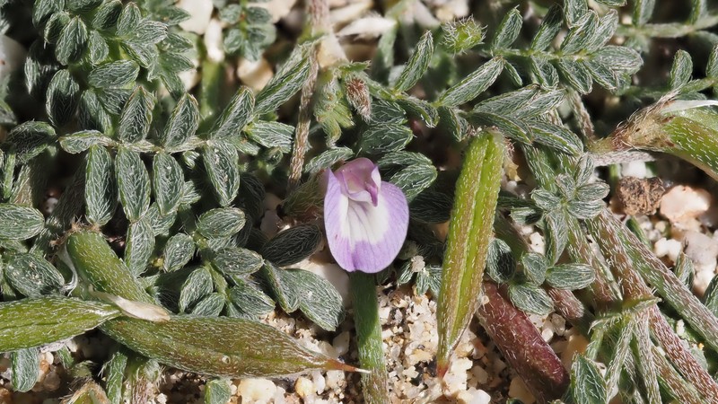 Astragalus nuttallianus var. cedrosensis