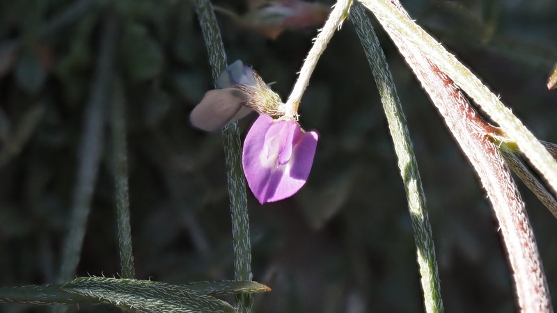 Astragalus nuttallianus var. cedrosensis photo 2
